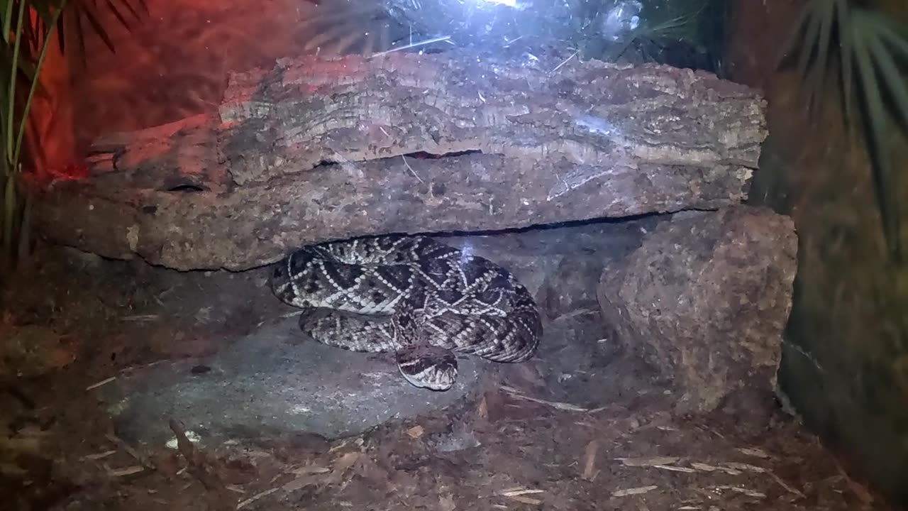 Eastern Diamondback Rattlesnake at the San Diego Zoo at Night