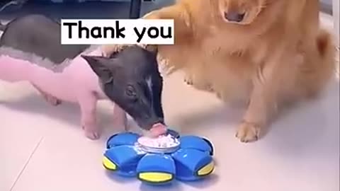 This is a very clever dog | Dog and the Pig #dog #dogvideo #viral #pig