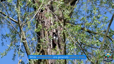 Woodpeckers, Revealing Their Unique Characteristics and Fascinating Traits.