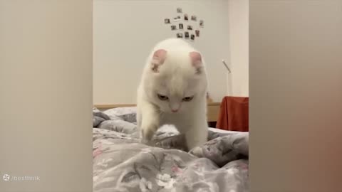 Funny Cat & Dog ........ ohhh