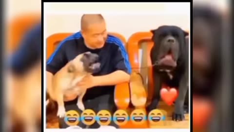 Funny video