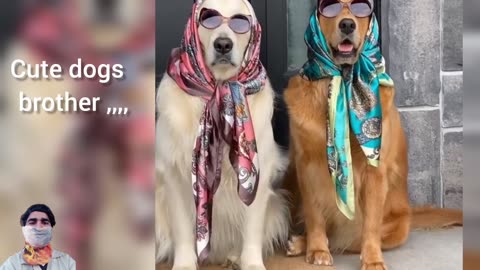 Dog family 😂