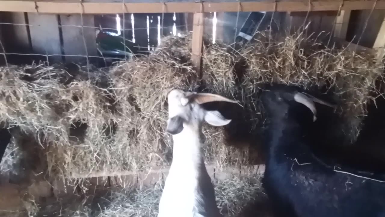 Goat holes