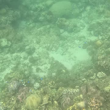 Snorkeling Through Serenity