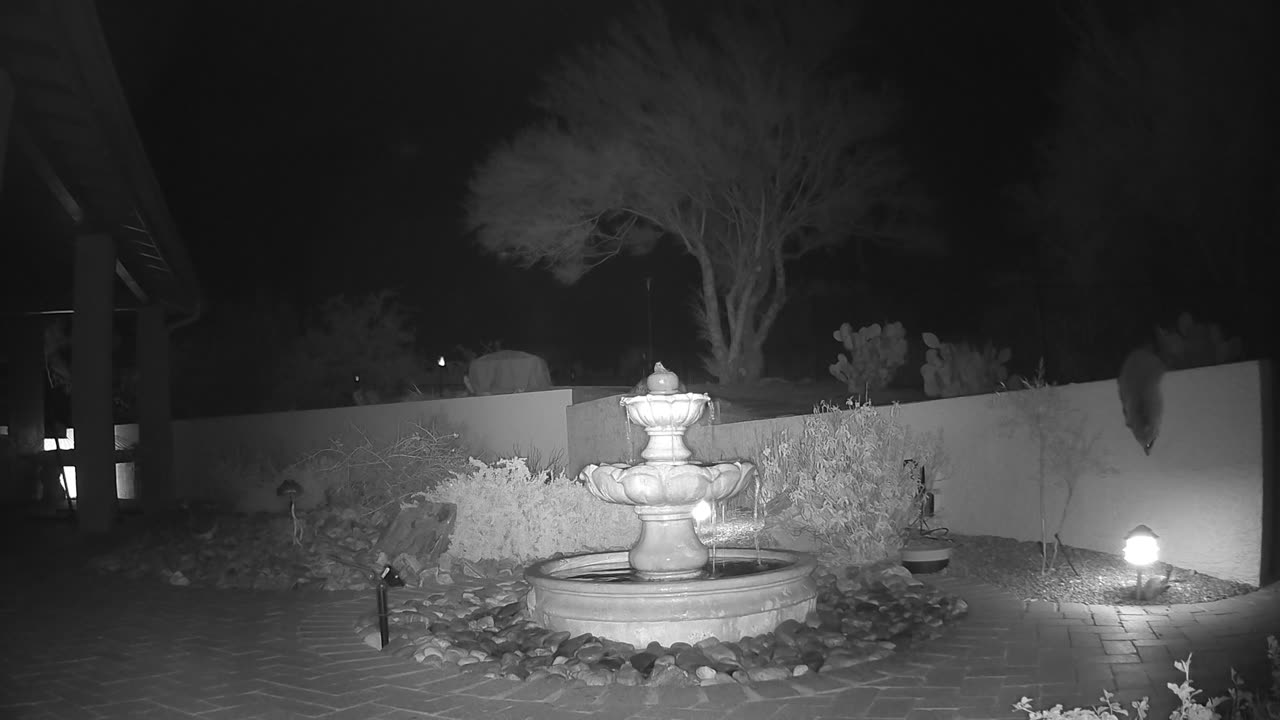 Racoon Family at The Fountain