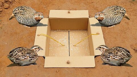 Easy Underground Quail Trap Using Cardboard Box - Simple Quick Bird Trap.