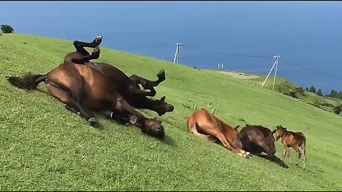 Hilarious Horses Slide Down Hill 😮_ Beautiful Animal Videos 😍