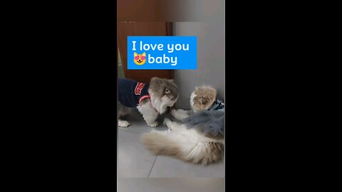 cat feeling love🐾😻