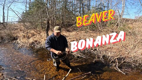 Spring Beaver Trapping In Maine