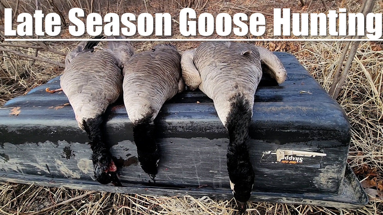 A Solo Limit Of Geese Over Small Water! || Late Season Goose Hunting