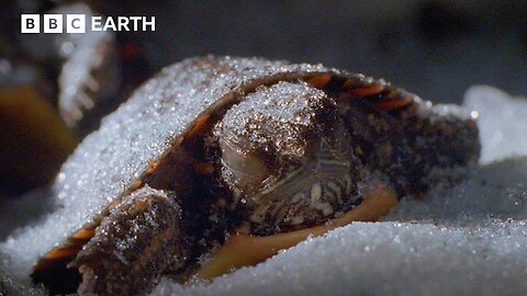 Frozen Alive! How Painted Baby Turtles Survive the Cold | BBC Earth