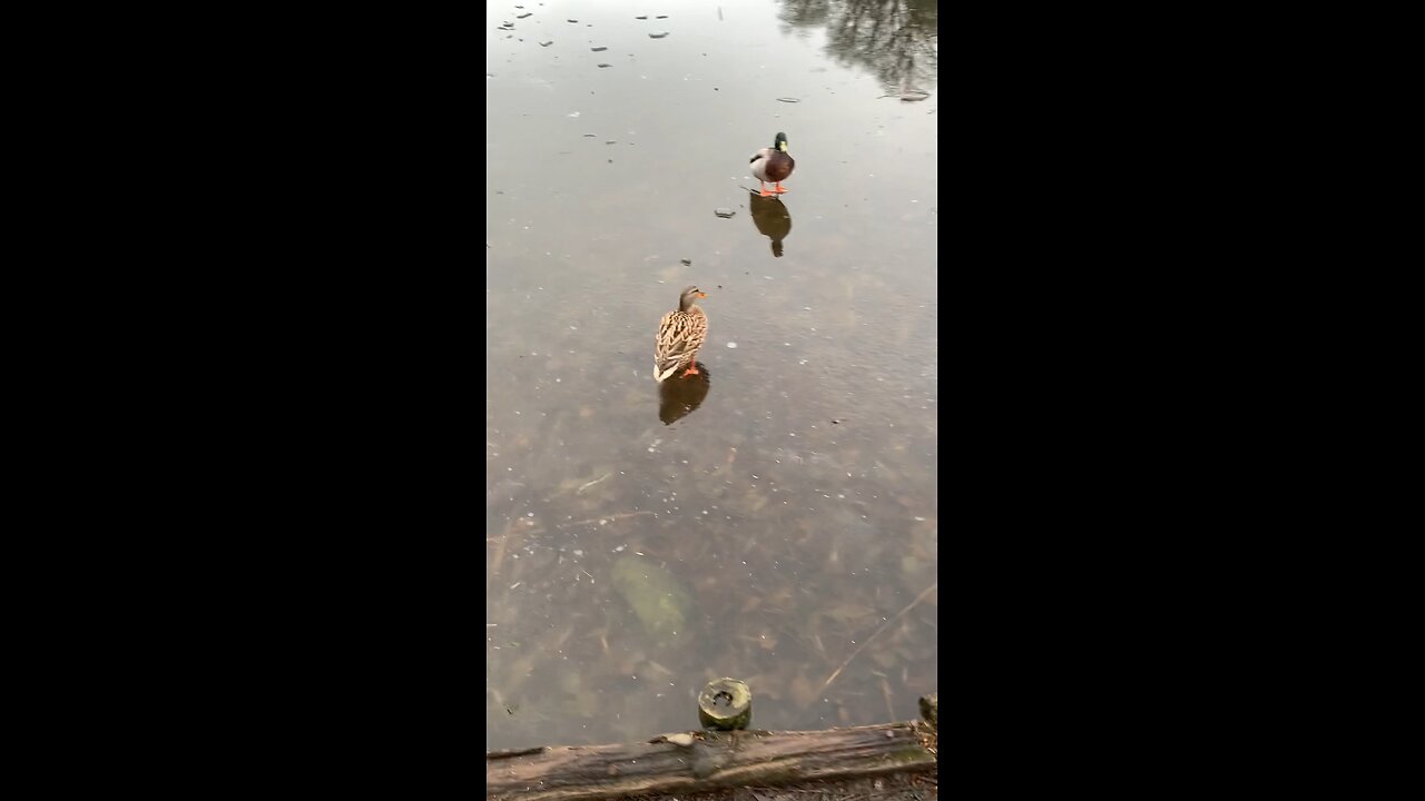 #enten #zugefrorenerteich #ententeich #stadtgraben #wolfenbüttel #winter