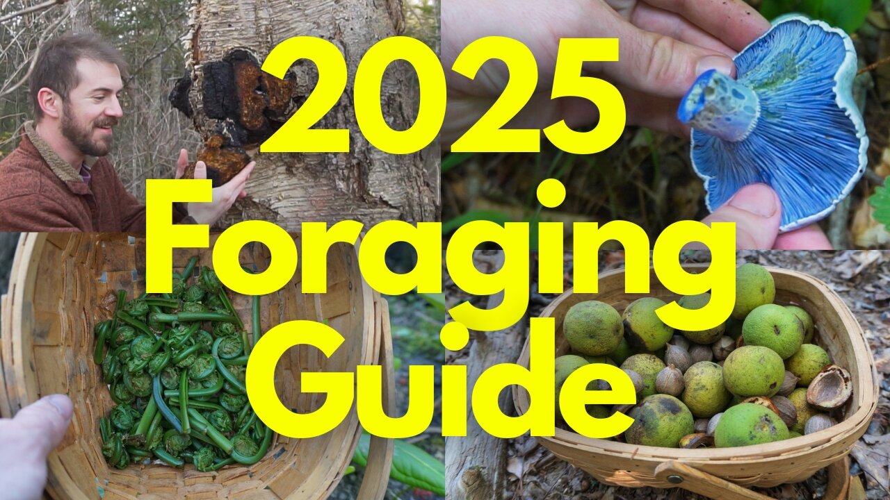 2025 Foraging Guide to Edible Mushrooms and Plants!