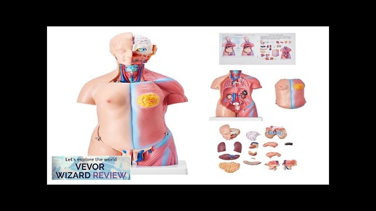 VEVOR Human Body Model 23 Parts 18 inch Human Torso Anatomy Model Review