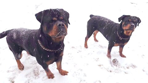 RIDE OR DIE ROTTIES