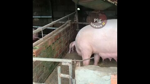 pig farming