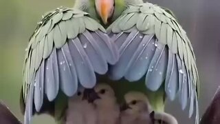 Amazing tia bird 🐦 trending video