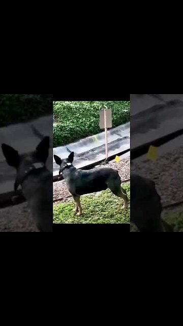 Best Funny Animals 2025