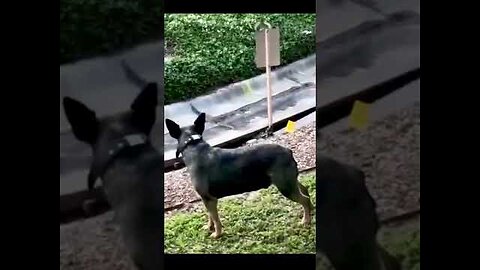 Best Funny Animals 2025