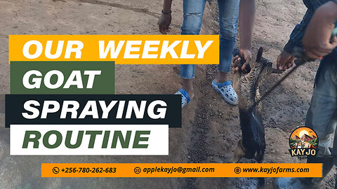 Our Weekly Goat Spraying Routine | ep19 #goatfarming #farming