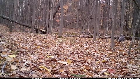 Red Tail Hawk Michigan #trailcamerafootage #shorts