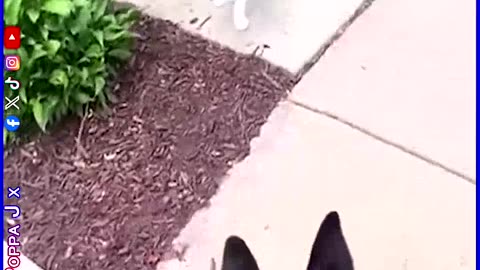 No Pussy Cat 😾
