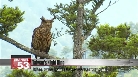 Capturing rare footage of Taiwan’s largest owl