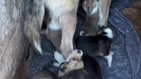 How an experienced dog mother teaches her 8 weeks old puppies to be calm.