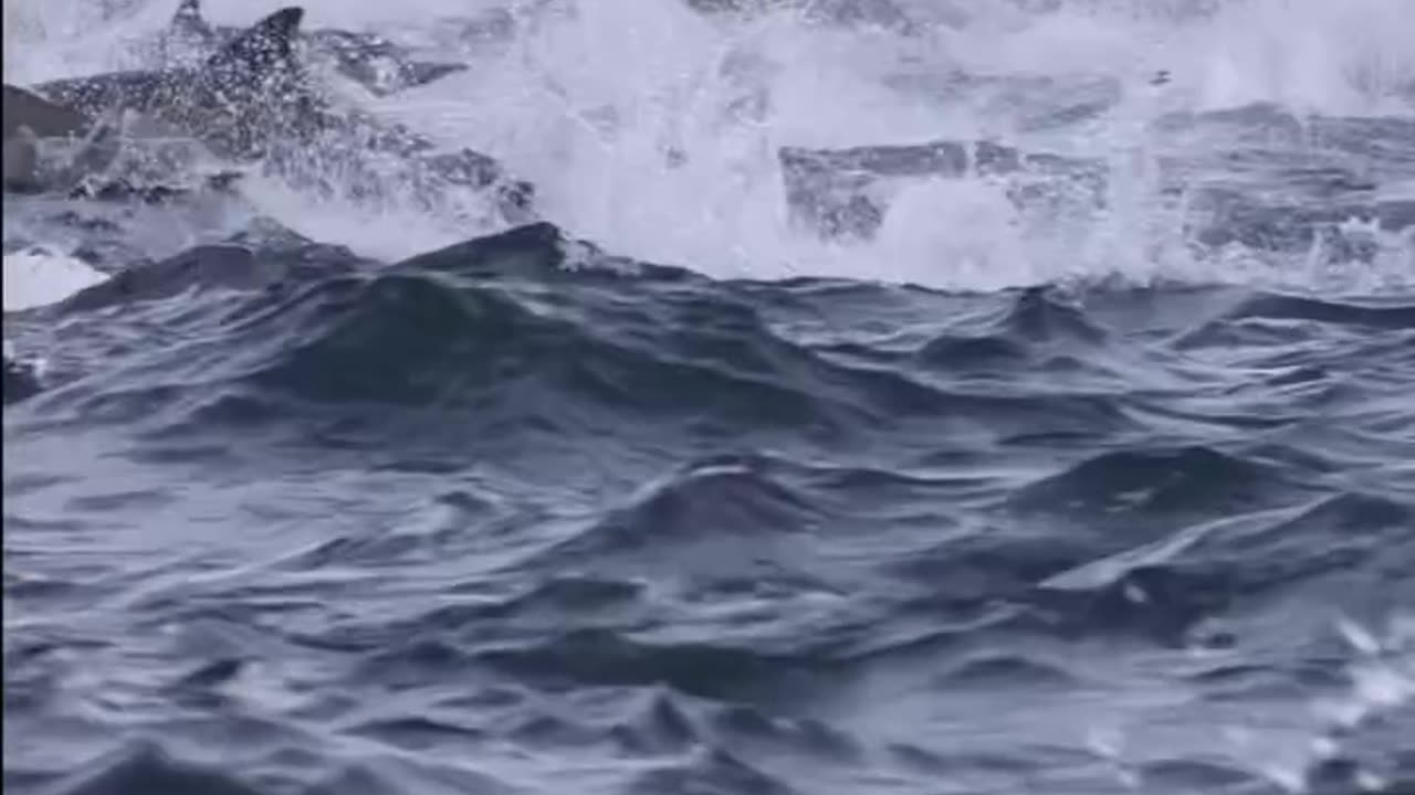 Thousands Of Dolphins Stampede