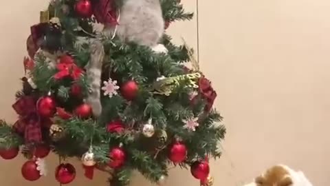 Funny Cat’s First Christmas 🎄🐱 Funny Cats on Holidays jesu