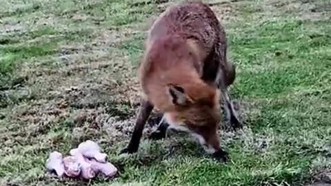 The red fox is one of the most beautiful animals in nature