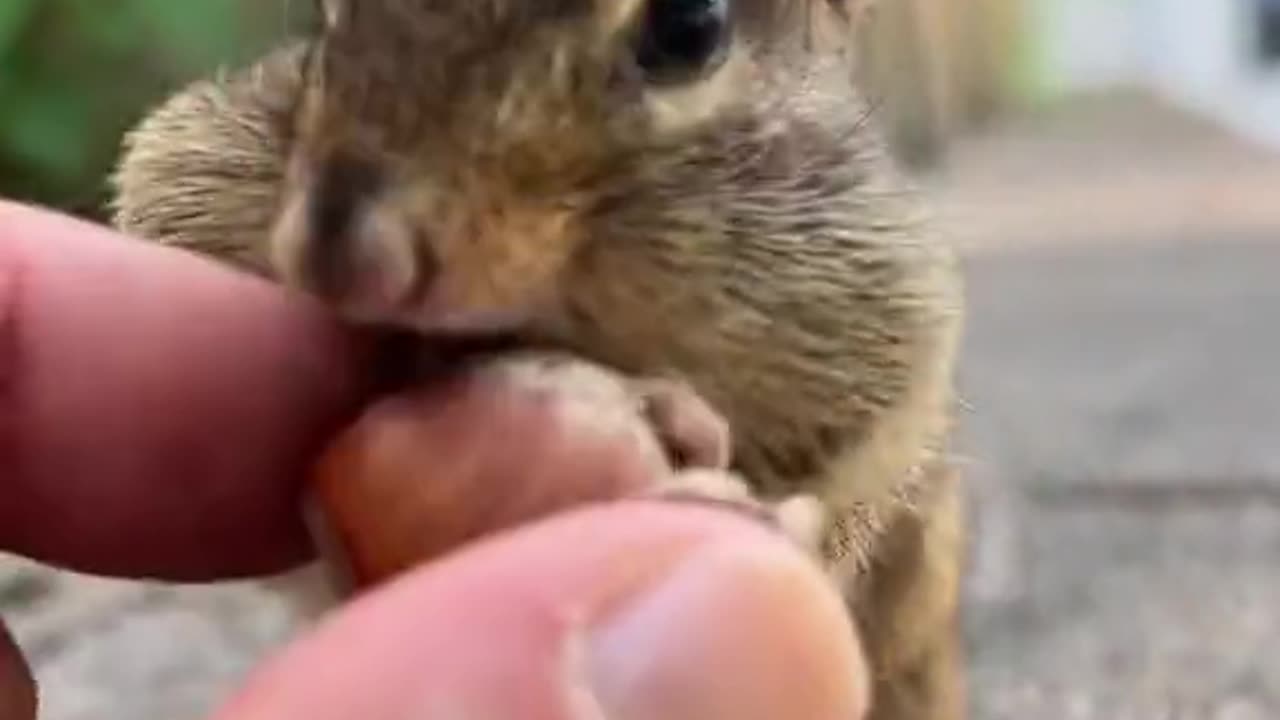 A chipmunk cheek can stretch up to three times the size of the chipmunk's head and hold up to 12 acorns