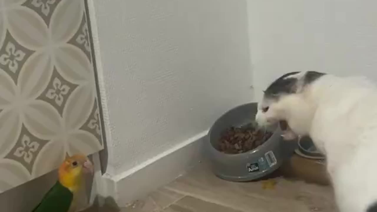 Attack😁100% Damage: 0%