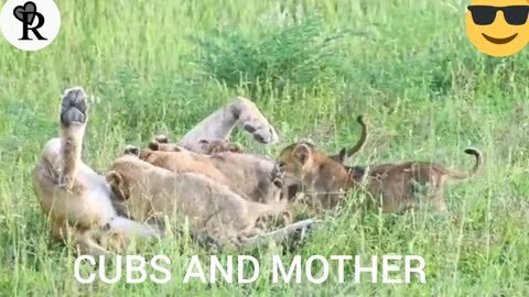 Heart-Warming Reunion Between Lost Cubs And Mother