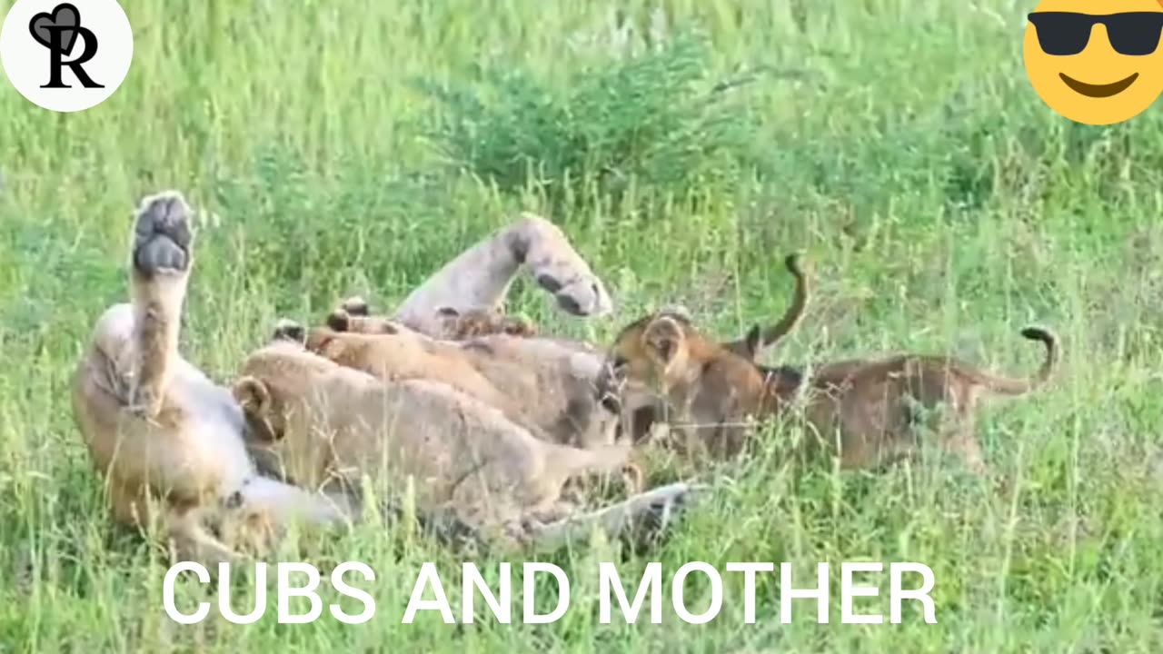 Heart-Warming Reunion Between Lost Cubs And Mother