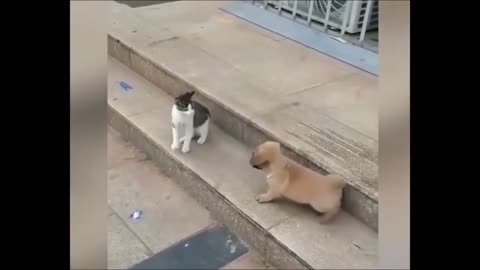 Funny cat beating a dog