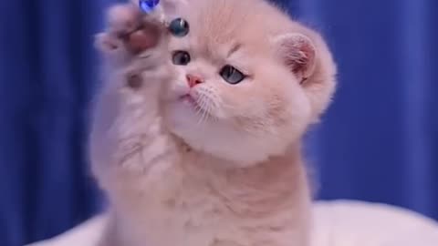 Cute cat funny video #cat #cutcatvideos funny cat video