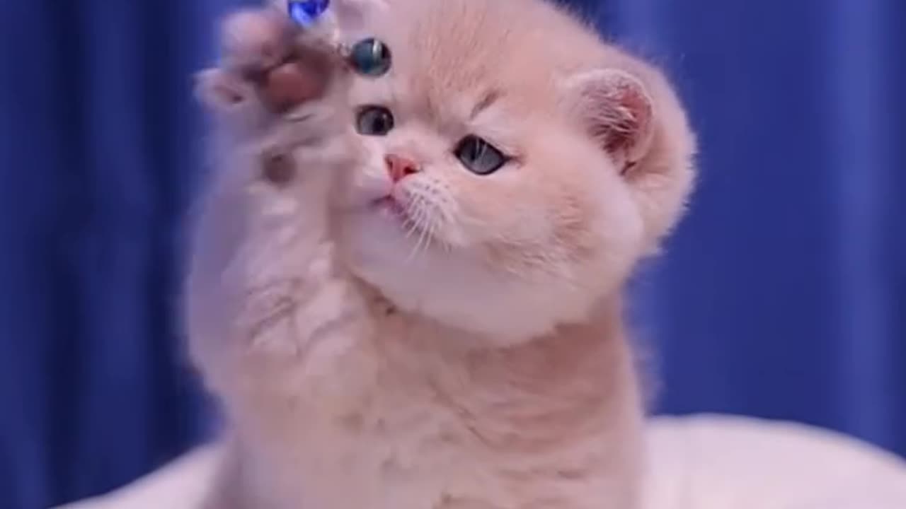 Cute cat funny video #cat #cutcatvideos funny cat video