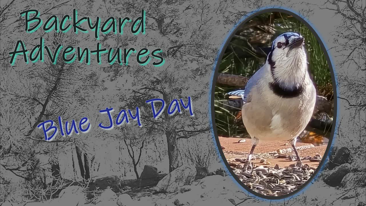 Blue Jay Day