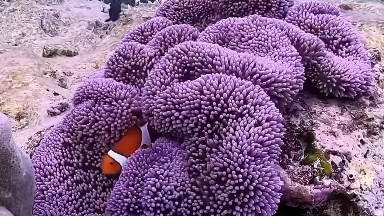 CLOWNFISH ITS STINGING TENTACLES WARD OFF PREDATORS