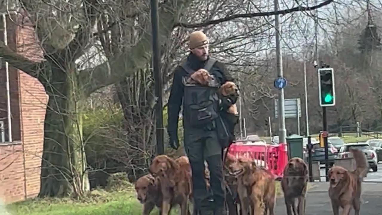 Man Casually Walks Pack Of Golden Retrievers