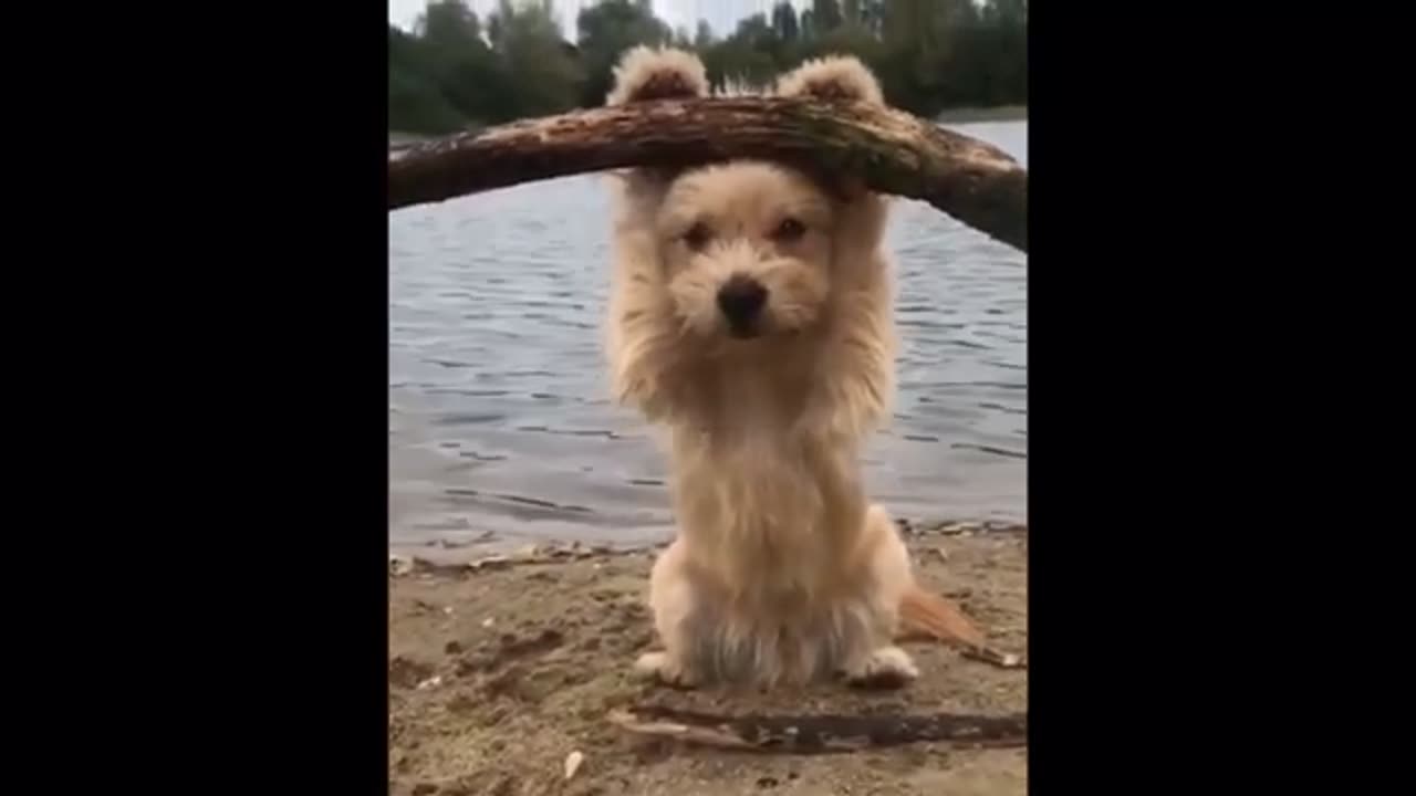 Funny Dogs- Try Not To Laugh...