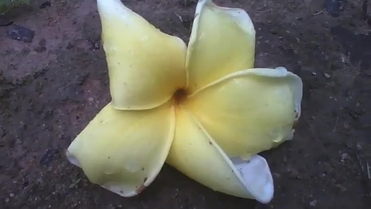 A white and yellow plumeria flower fallen to the ground [Nature & Animals]