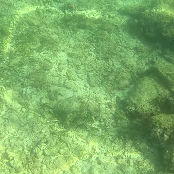 Afternoon Snorkeling