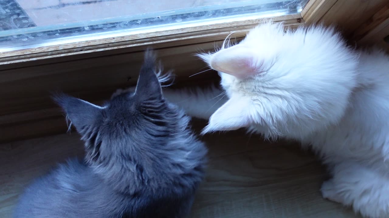 Maine Coon Kittens on the Hunt