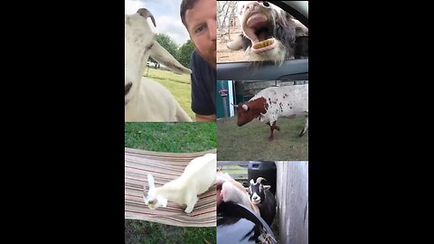 Animal antics😅