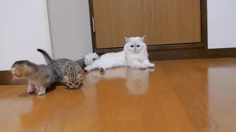 Baby Cat With Mom Cat Enjoying With Each Other
