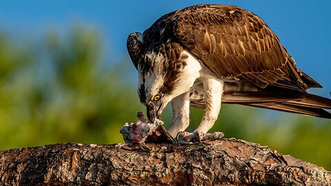 Osprey with Dinner