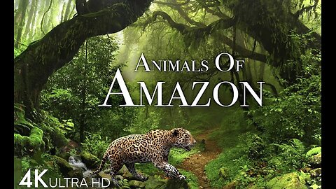 4k Animals Of Amazon Natural Jungle