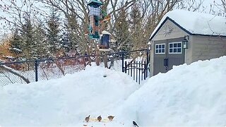 🔴 Live Cam Bird Feeder - Winter Snowy Countryside Backyard Birds, Squirrels and Rabbit watching